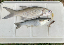 Load image into Gallery viewer, Photo of a moi caught with on of our White Gold Single Curly Tail Baits, and a Mullet Caught on a Brown Abalone Jumping Jack