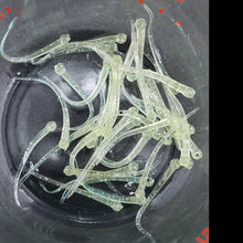 Load image into Gallery viewer, Color Code 0019: Aqua Glow (Da Fry in the light)