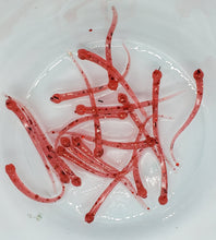 Load image into Gallery viewer, Alpha Worm (2 Inch Length) with Glow