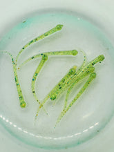 Load image into Gallery viewer, Da Fry with Blue-Green Glow (1.5 Inch Length) - Bluewater Blend