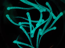 Load image into Gallery viewer, Alpha Worm (2 Inch Length) with Glow