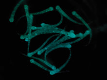 Load image into Gallery viewer, Ice Nehu (Color Code 0060) with our special blend of blue-green glow