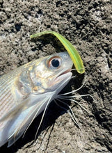 Load image into Gallery viewer, Hybred Oama I'A - "Moi Candy" (4-inch) with a moi