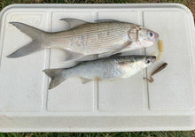 Load image into Gallery viewer, Photo of a moi caught with on of our White Gold Single Curly Tail Baits, and a Mullet Caught on a Brown Abalone Jumping Jack