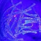 Load image into Gallery viewer, Color Code 0043: Clear plastic with pink, blue, and silver glitter and aqua glow (Under UV lights)