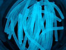 Load image into Gallery viewer, Aqua Glow Fish Sticks
