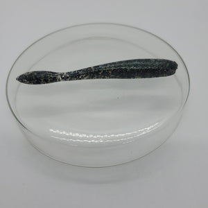 Action Eel  (3.6 inch)