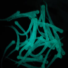 Load image into Gallery viewer, Color Code 0019: Watermelon Aqua Glow (Da Fry in the Dark)  Aqua Glow used in this bait.
