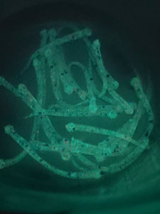 Da Fry  (1.5 Inch Length) with Blue-Green Glow