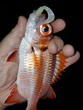 Load image into Gallery viewer, Menpachi caught with our 2.5 Inch Grub in our specialty color White Ika (Color Code 0029)
