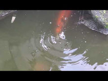 Load and play video in Gallery viewer, Unedited Demo of Da Fry Bait.  Bait was pulled through the Koi Pond at different speeds.  Off screen you can hear one of the carp smacking the surface of the water trying to eat the bait.
